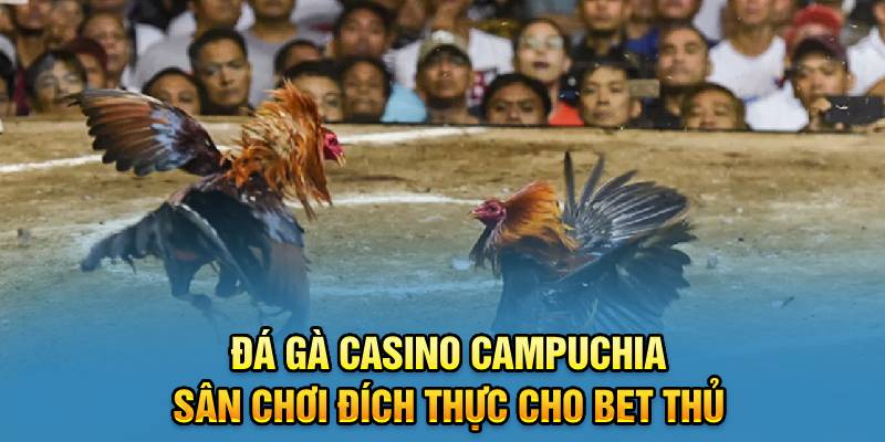 Đá Gà Casino Campuchia Sân Chơi Đích Thực Cho Bet Thủ